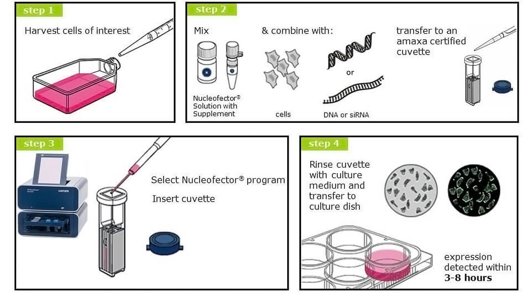 4d-nucleofectorD(zhun)Ⱦx(sh)(yn)